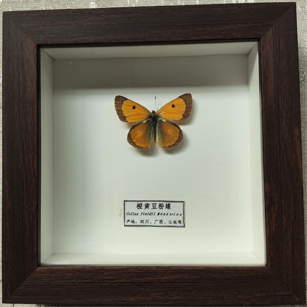 橙黄豆粉蝶