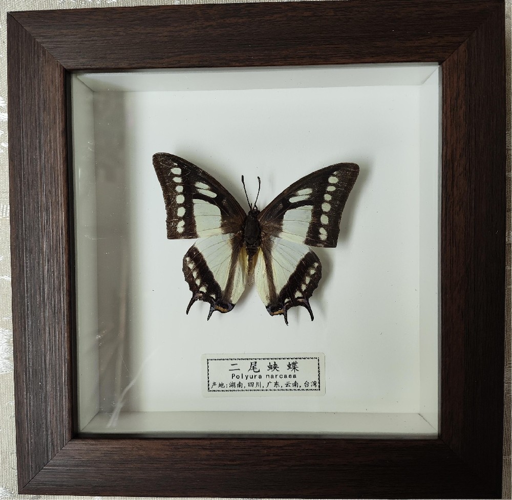 二尾蛱蝶