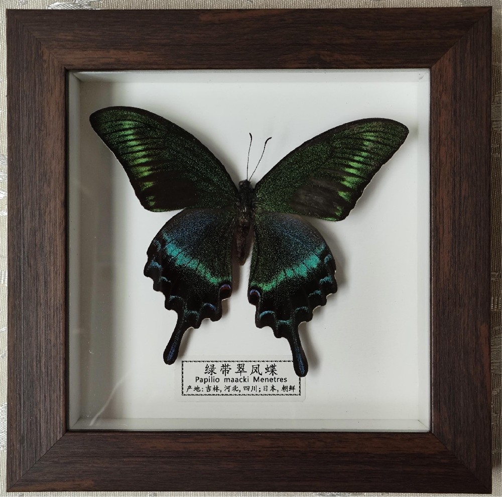 绿带翠凤蝶