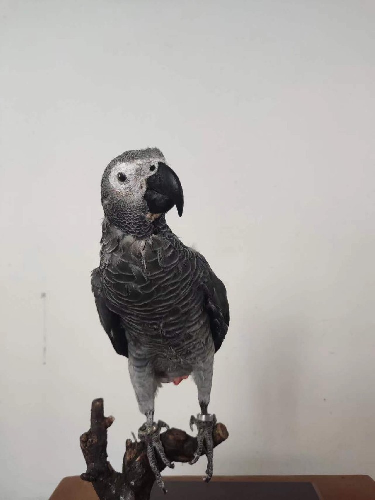 非洲灰鹦鹉