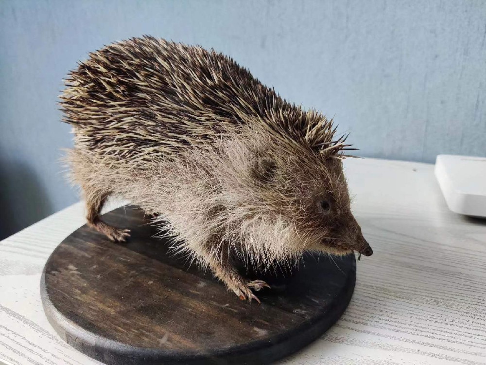刺猬